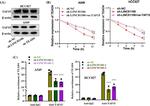 TAF15 Antibody in Western Blot (WB)