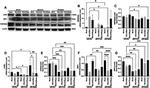 beta Actin Antibody in Western Blot (WB)