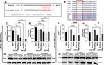 beta Actin Antibody in Western Blot (WB)