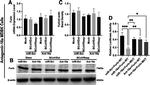 beta Actin Antibody in Western Blot (WB)