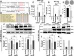 Bovine Coronavirus Spike Protein Antibody in Western Blot (WB)