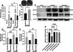 beta Actin Antibody in Western Blot (WB)