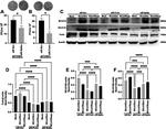 beta Actin Antibody in Western Blot (WB)