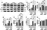 beta Actin Antibody in Western Blot (WB)