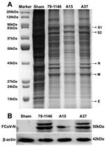 beta Actin Antibody in Western Blot (WB)