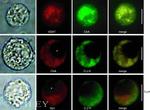 VGAT Antibody in Immunocytochemistry (ICC/IF)