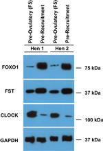 CLOCK Antibody in Western Blot (WB)