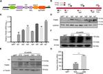 PDE6B Antibody in Western Blot (WB)