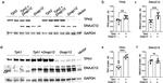 TPH2 Antibody in Western Blot (WB)