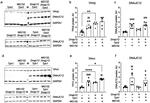 TPH2 Antibody in Western Blot (WB)