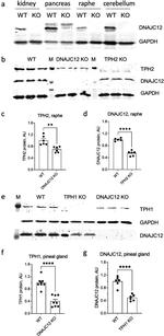 TPH2 Antibody in Western Blot (WB)