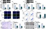 MRP1 Antibody in Western Blot (WB)