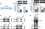 HDAC1 Antibody in Western Blot (WB)