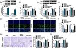 MRP1 Antibody in Western Blot (WB)