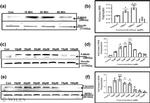 Syntrophin alpha-1 Antibody in Western Blot (WB)