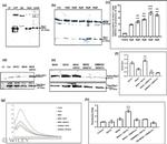 Syntrophin alpha-1 Antibody in Western Blot, Immunoprecipitation (WB, IP)