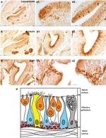 Calbindin D28K Antibody in Immunohistochemistry (Paraffin) (IHC (P))