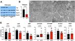 VDAC Antibody in Western Blot (WB)