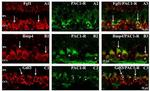 PACAP Receptor Antibody in Immunocytochemistry (ICC/IF)