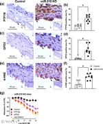 GPD2 Antibody in Immunohistochemistry (Paraffin) (IHC (P))