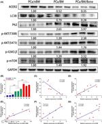 ACER2 Antibody in Western Blot (WB)