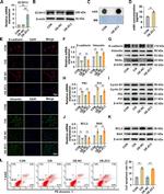 ZC3H13 Antibody in Western Blot (WB)
