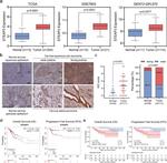 STEAP3 Antibody in Immunohistochemistry (Paraffin) (IHC (P))