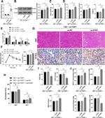 EGR2 Antibody in Western Blot (WB)