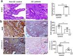 DEFA1 Antibody in Immunohistochemistry (IHC)