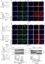 DEFA1 Antibody in Western Blot (WB)