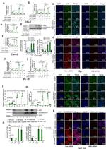 DEFA1 Antibody in Western Blot (WB)