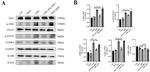 IFNLR1 Antibody in Western Blot (WB)