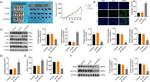 CMTM7 Antibody in Western Blot (WB)