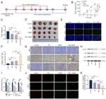 Caspase 3 (Cleaved Asp175) Antibody in Immunohistochemistry (IHC)