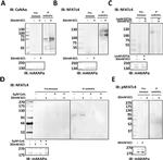 Phospho-NFATC4 (Ser289) Antibody in Immunoprecipitation (IP)