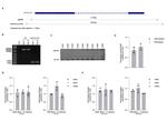 USP30 Antibody in Western Blot (WB)