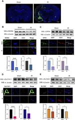 GPX4 Antibody in Western Blot (WB)