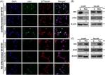 HN1 Antibody in Western Blot (WB)