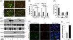 HN1 Antibody in Western Blot (WB)