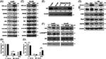 HN1 Antibody in Western Blot (WB)