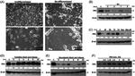 HN1 Antibody in Western Blot (WB)
