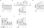 PDK4 Antibody in Western Blot (WB)