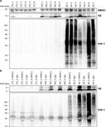 SMOC1 Antibody in Western Blot (WB)