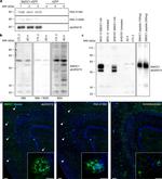 SMOC1 Antibody in Western Blot (WB)