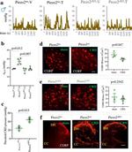 CGRP Antibody in Immunohistochemistry (PFA fixed) (IHC (PFA))