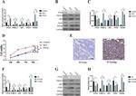 FTCD Antibody in Western Blot, Immunohistochemistry (Paraffin) (WB, IHC (P))