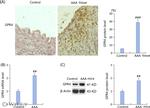 GPR4 Antibody in Immunohistochemistry (IHC)