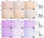 Caspase 1 Antibody in Immunohistochemistry (Paraffin) (IHC (P))