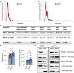 GPX3 Antibody in Western Blot (WB)