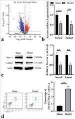 Laminin alpha-1 Antibody in Western Blot (WB)